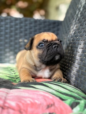 Les chiots de Bouledogue français