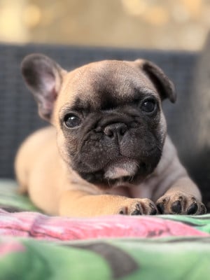 Les chiots de Bouledogue français