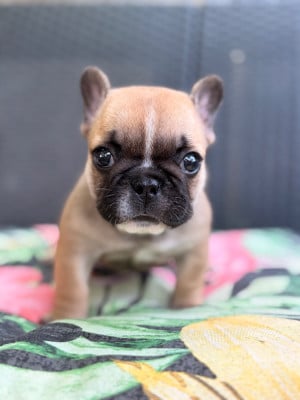 Les chiots de Bouledogue français