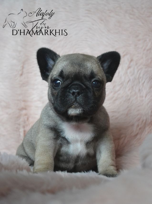 ALAFOLY ( renommée ALBY)