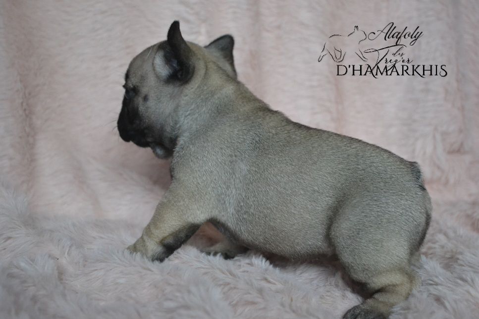 ALAFOLY ( renommée ALBY)