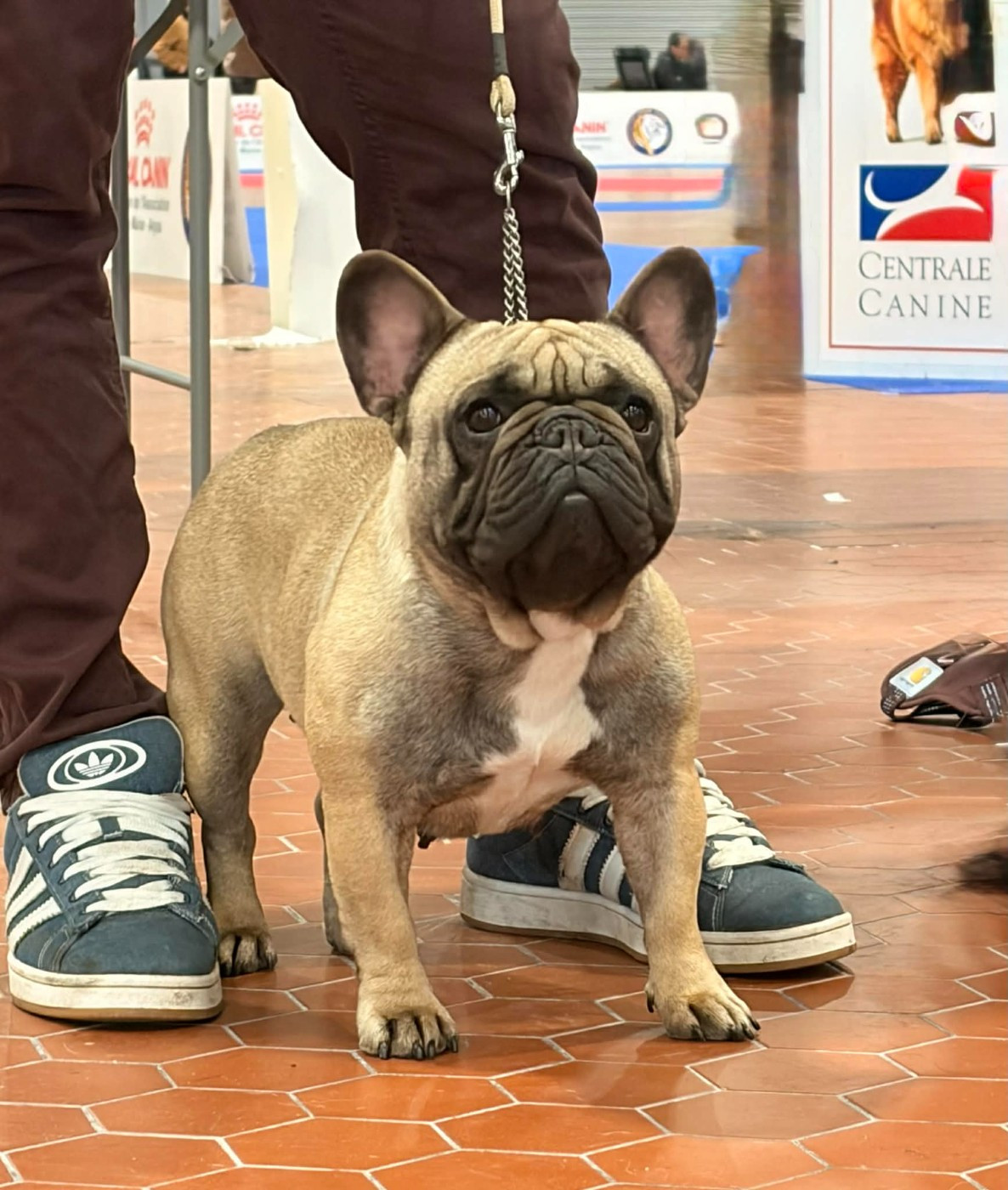 Urbosa Des Trez'or D'hamarkhis - 1er excellent + RCACS