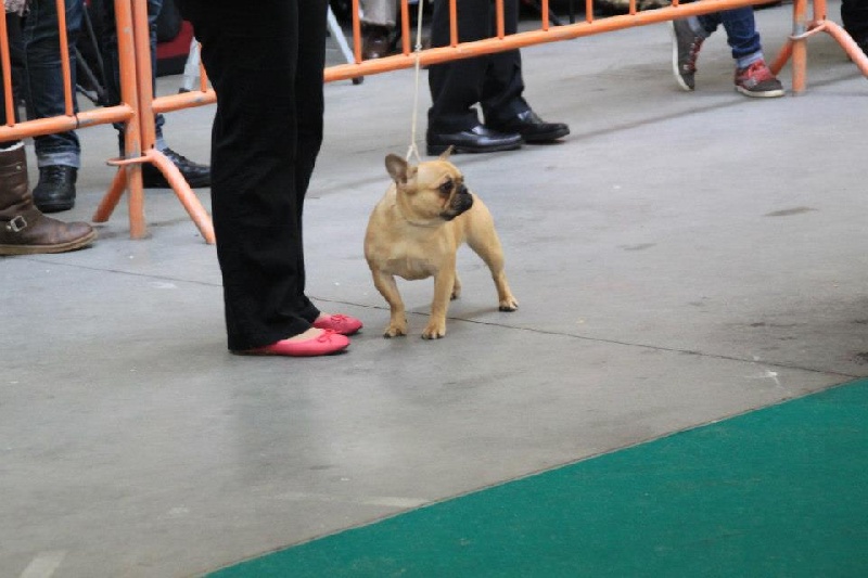 Hazuria Du Chemin Des Neuf Vies - 2e Très prometteur- classe puppy