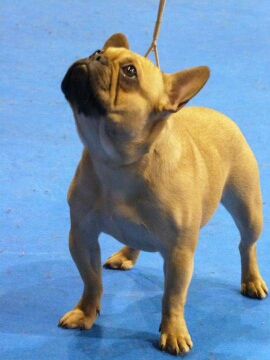 Hazuria Du Chemin Des Neuf Vies - tres prometteur classe puppy