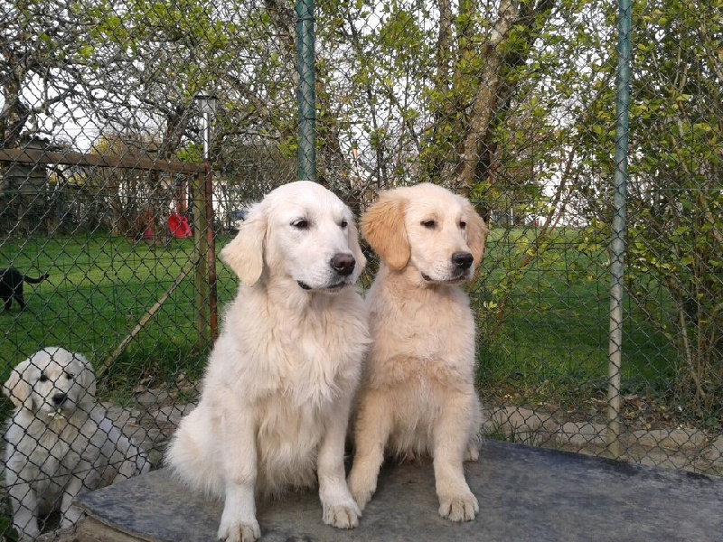 Harrissa de bihan ki breizh