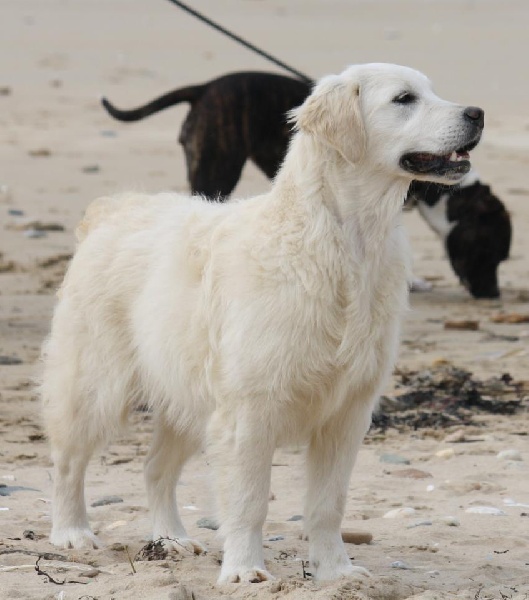 Harrissa de bihan ki breizh