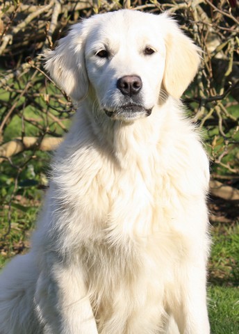 Harrissa de bihan ki breizh