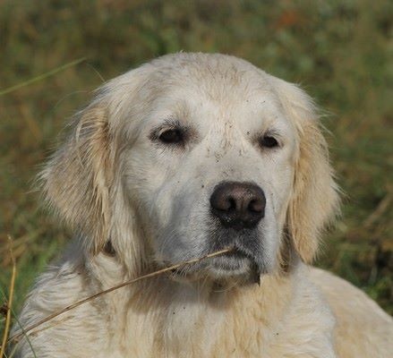 Harrissa de bihan ki breizh