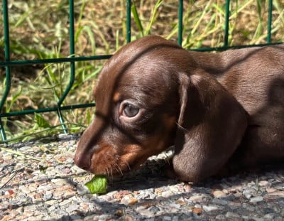 Les chiots de Teckel poil ras