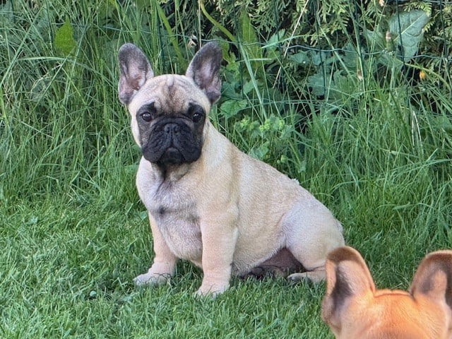 wonderbull's Lavender haze