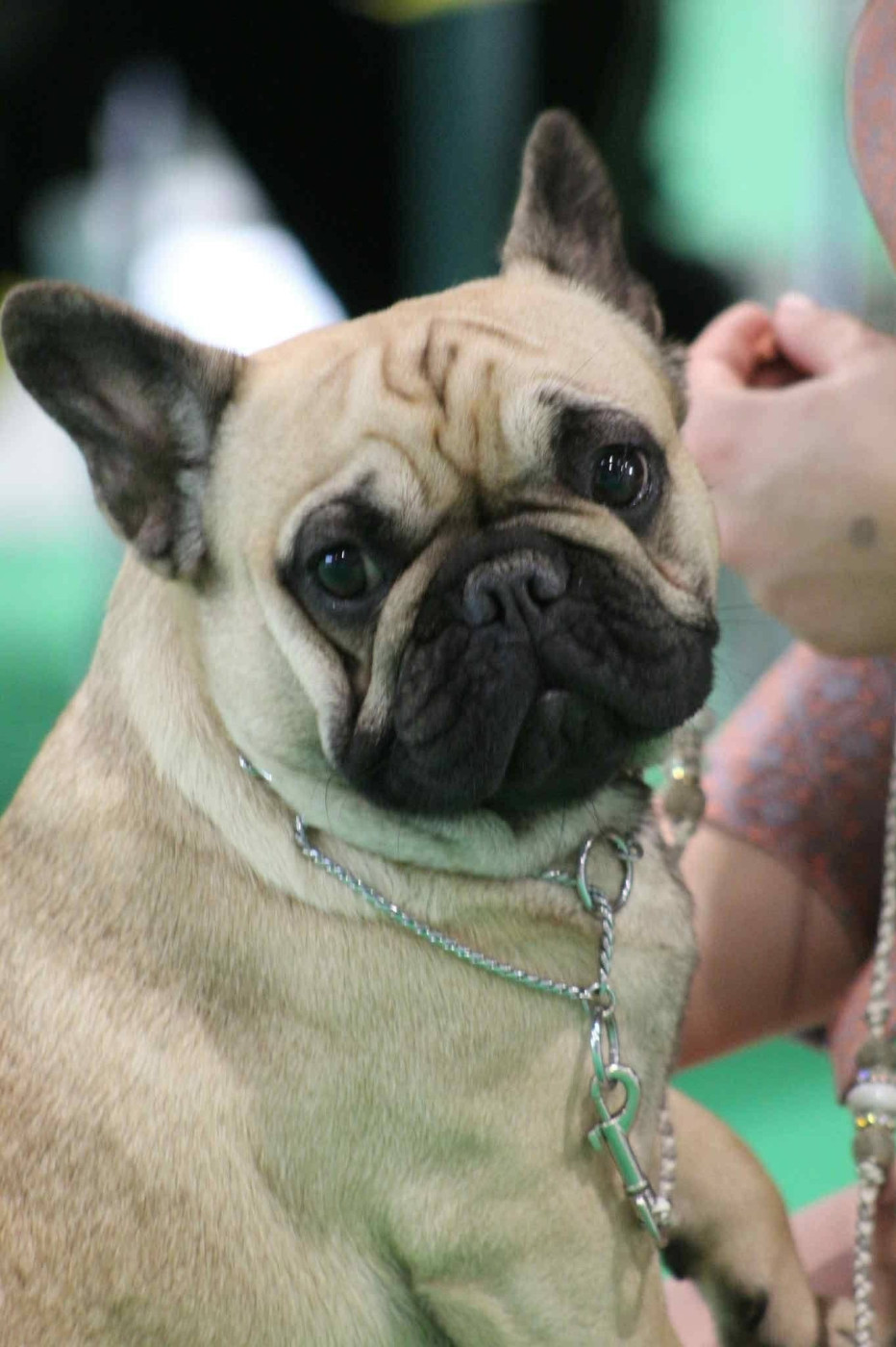 wonderbull's Lavender haze