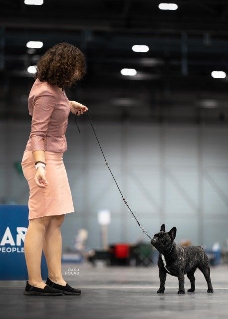 CH. Une parisienne Des Courtines De Chambray