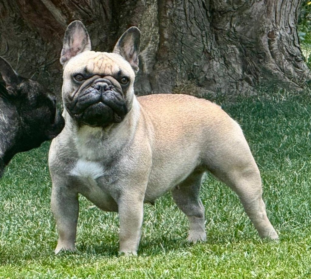 CH. wonderbull's Jodie foster