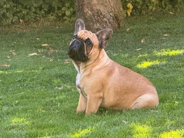 wonderbull's Lunar overdrive