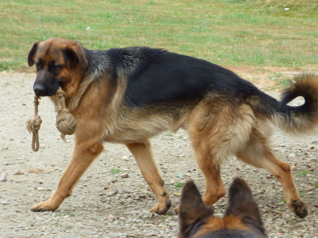 Accueil Elevage Passion Du Berger Allemand Les