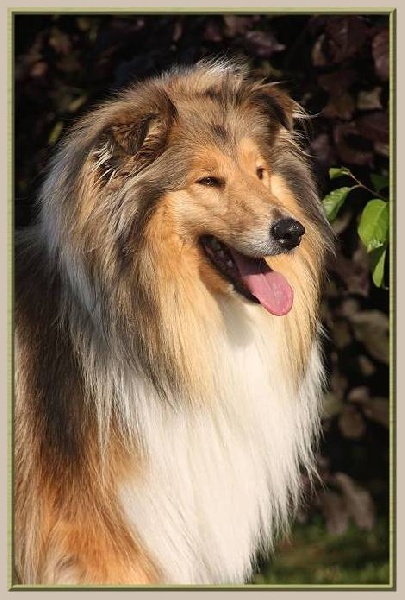 Carribean queen du bois des amazones