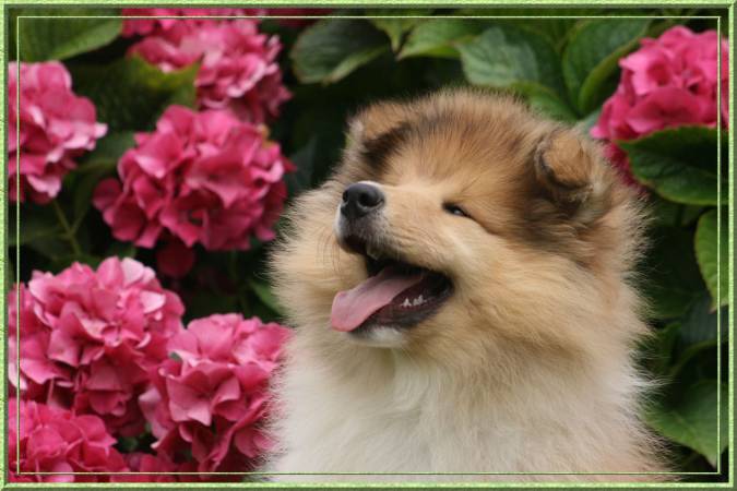 Diabolique amazone des marecages du Prince