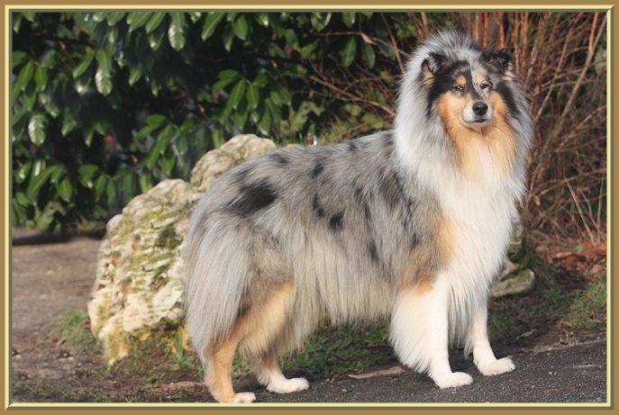 CH. Arizona dream du bois des amazones