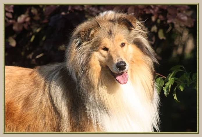 Carribean queen du bois des amazones