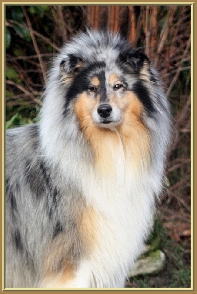 CH. Arizona dream du bois des amazones