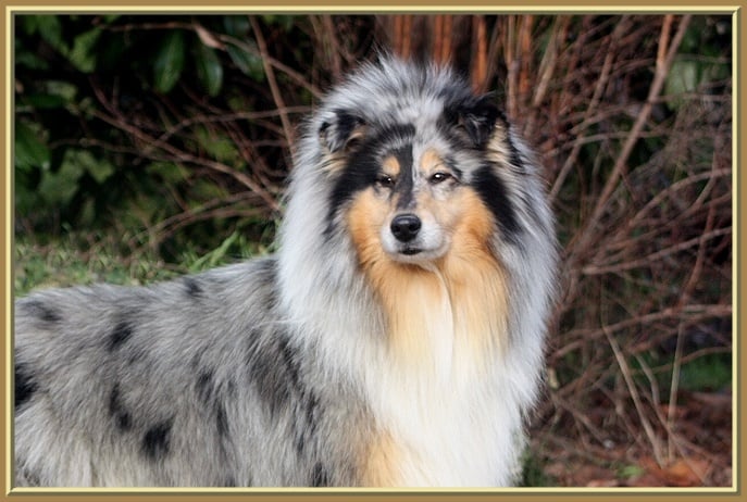 CH. Arizona dream du bois des amazones