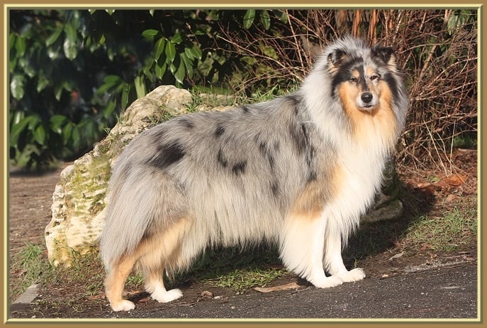 CH. Arizona dream du bois des amazones