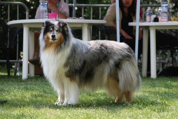 CH. Arizona dream du bois des amazones - 3eme excellent