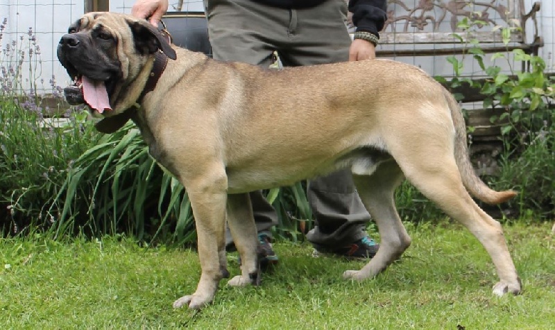 Publication : Descendant d'Ares Auteur : Lambert-Peigneur