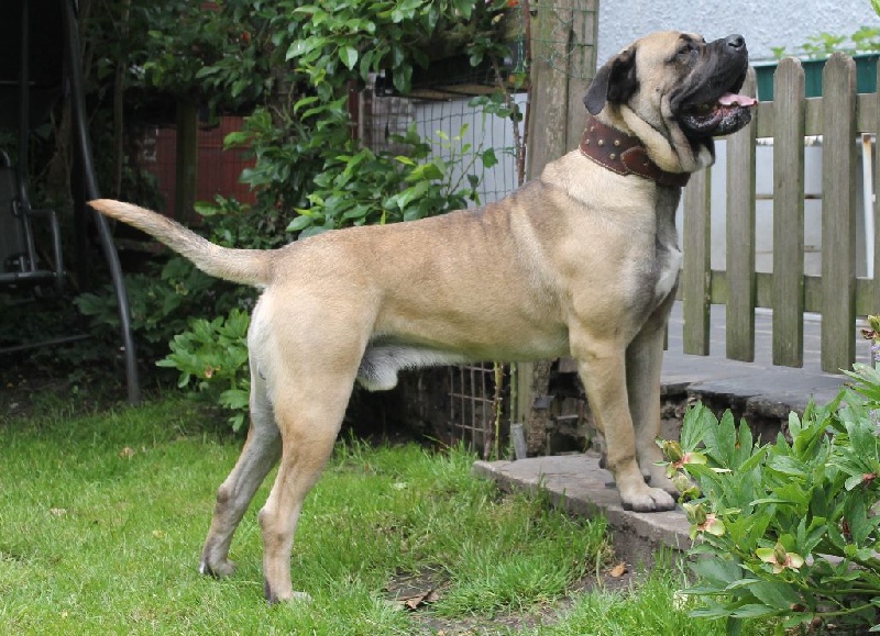 Publication : Descendant d'Ares Auteur : Lambert-Peigneur