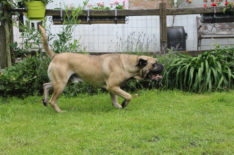 Publication : Descendant d'Ares Auteur : Lambert-Peigneur