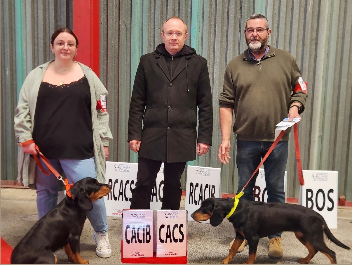 Samba Des Tannières Aux Mordorées - 1er excellent classe ouverte femelles C.AC.I.B - C.A.C.S - Meilleur de race