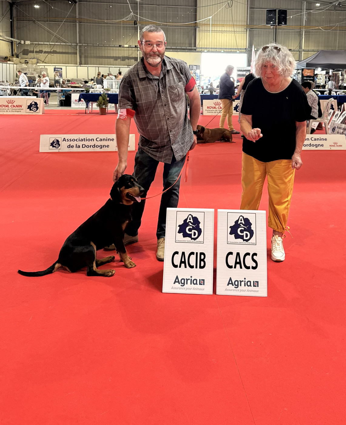Samba Des Tannières Aux Mordorées - 1 er excellent classe ouverte femelles CACIB - C.A.C.S - Meilleur de race