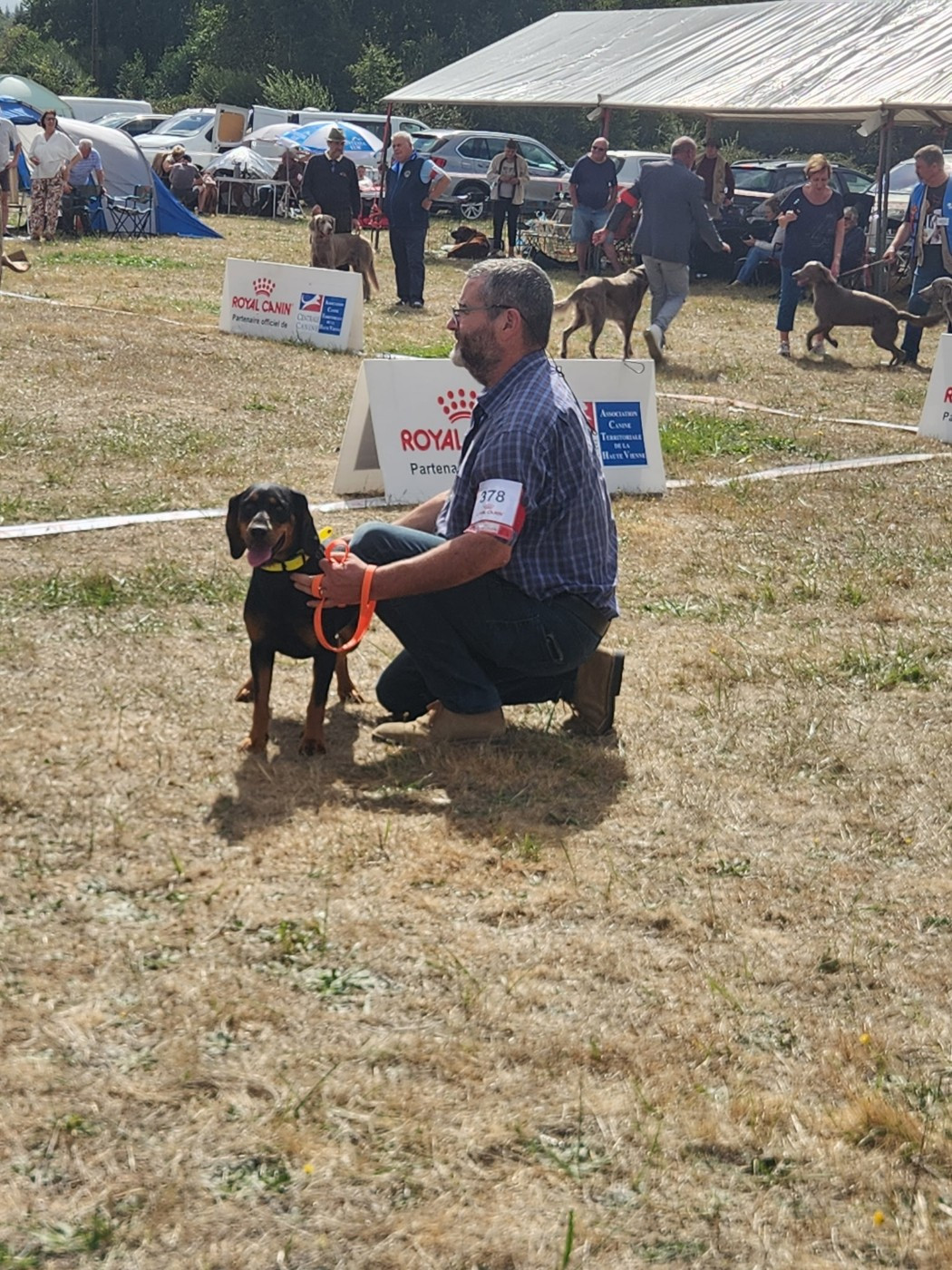 Vanille Des Tannières Aux Mordorées - 1 er excellent CACS, Meilleur de Race, classe intermédiaire femelles