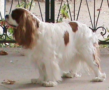 Cristal du Bois de Rinjade - 2eme excellent