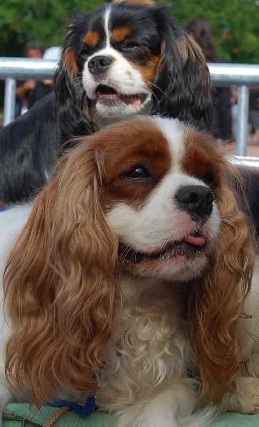 Cristal du Bois de Rinjade - CACS 1er excellent classe ouverte blenheim