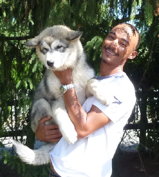G'amanda du loup indien de l'artique