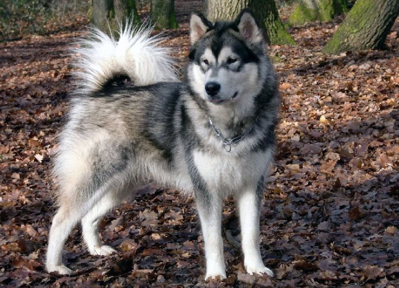 G'amanda du loup indien de l'artique