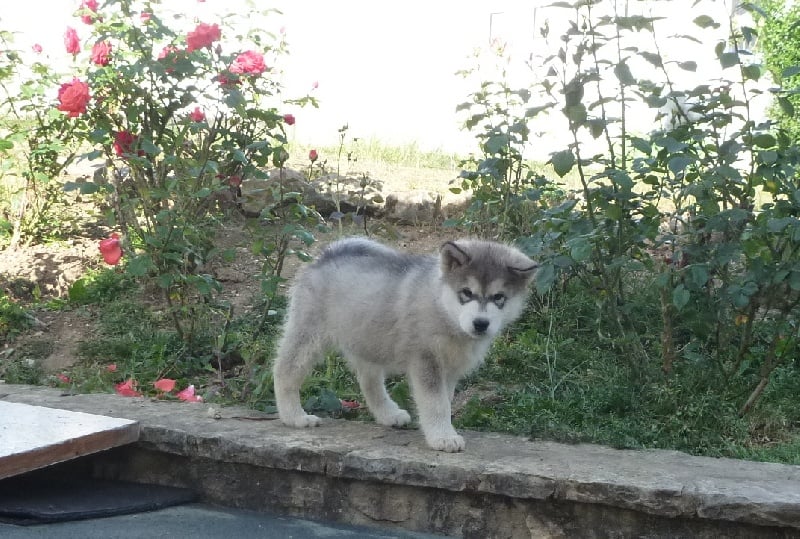 G'amanda du loup indien de l'artique