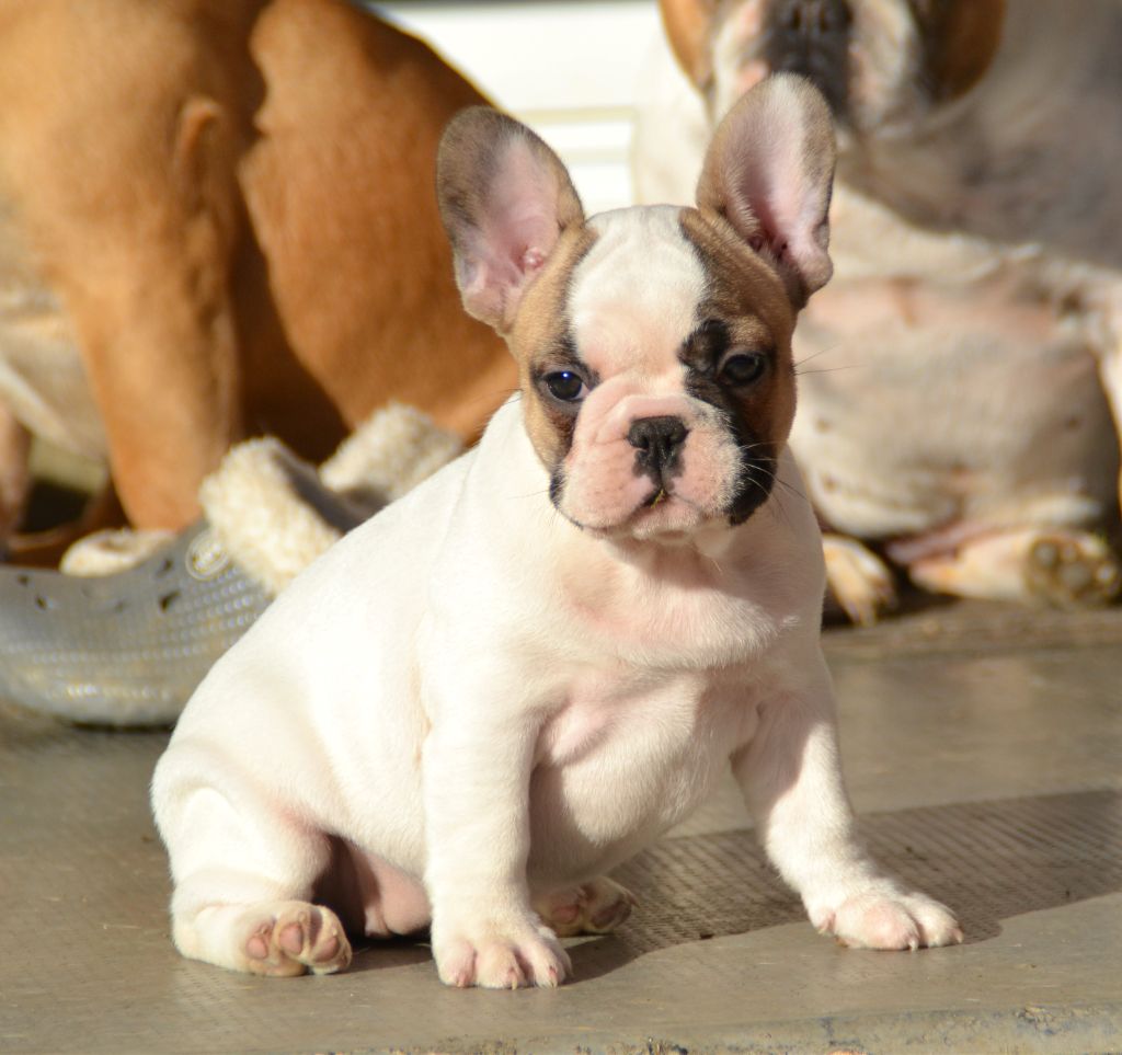 Publication : du Clos Des Caprices Du Sud Auteur : KATIA JAMBORT