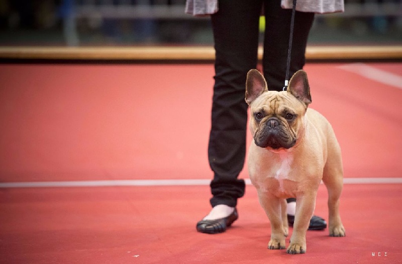 Inky du Domaine des Bastidiens