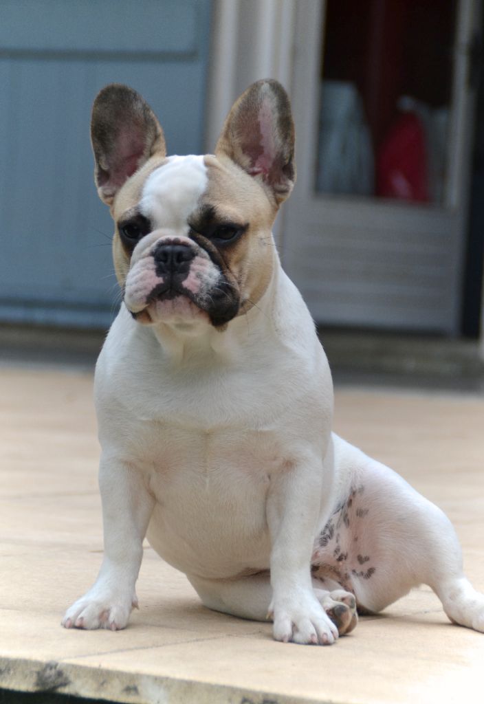 Publication : du Clos Des Caprices Du Sud Auteur : KATIA JAMBORT