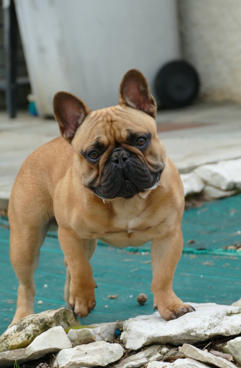 Vidjay Des Roseaux De Nikaya