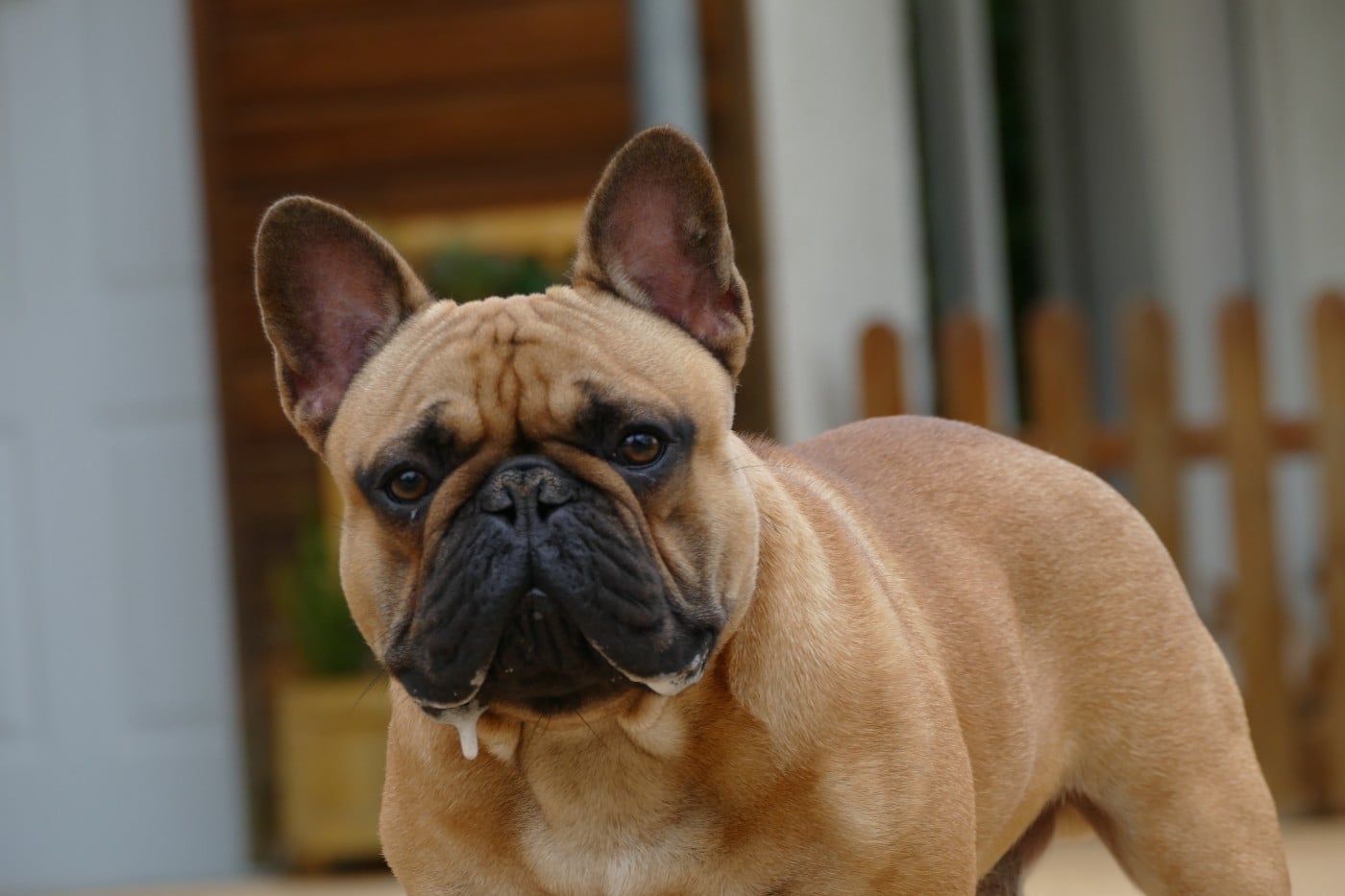 Vidjay Des Roseaux De Nikaya