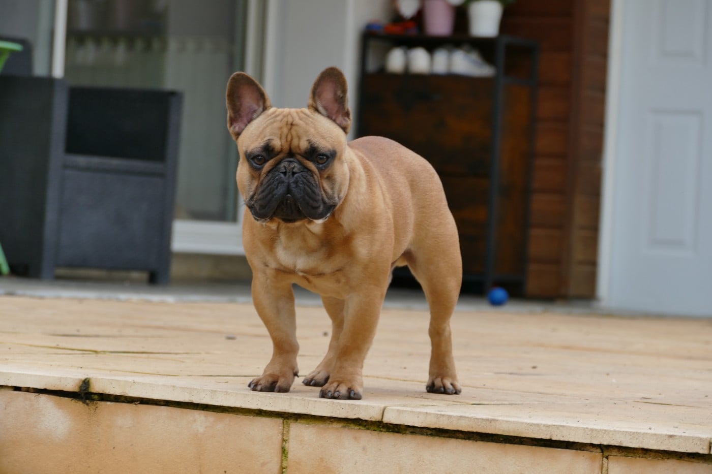 Vidjay Des Roseaux De Nikaya