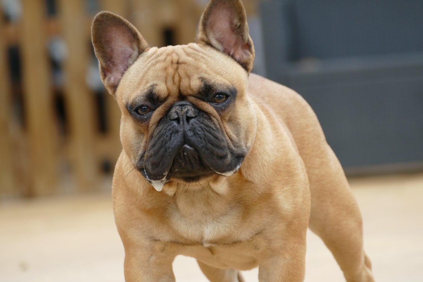 Vidjay Des Roseaux De Nikaya