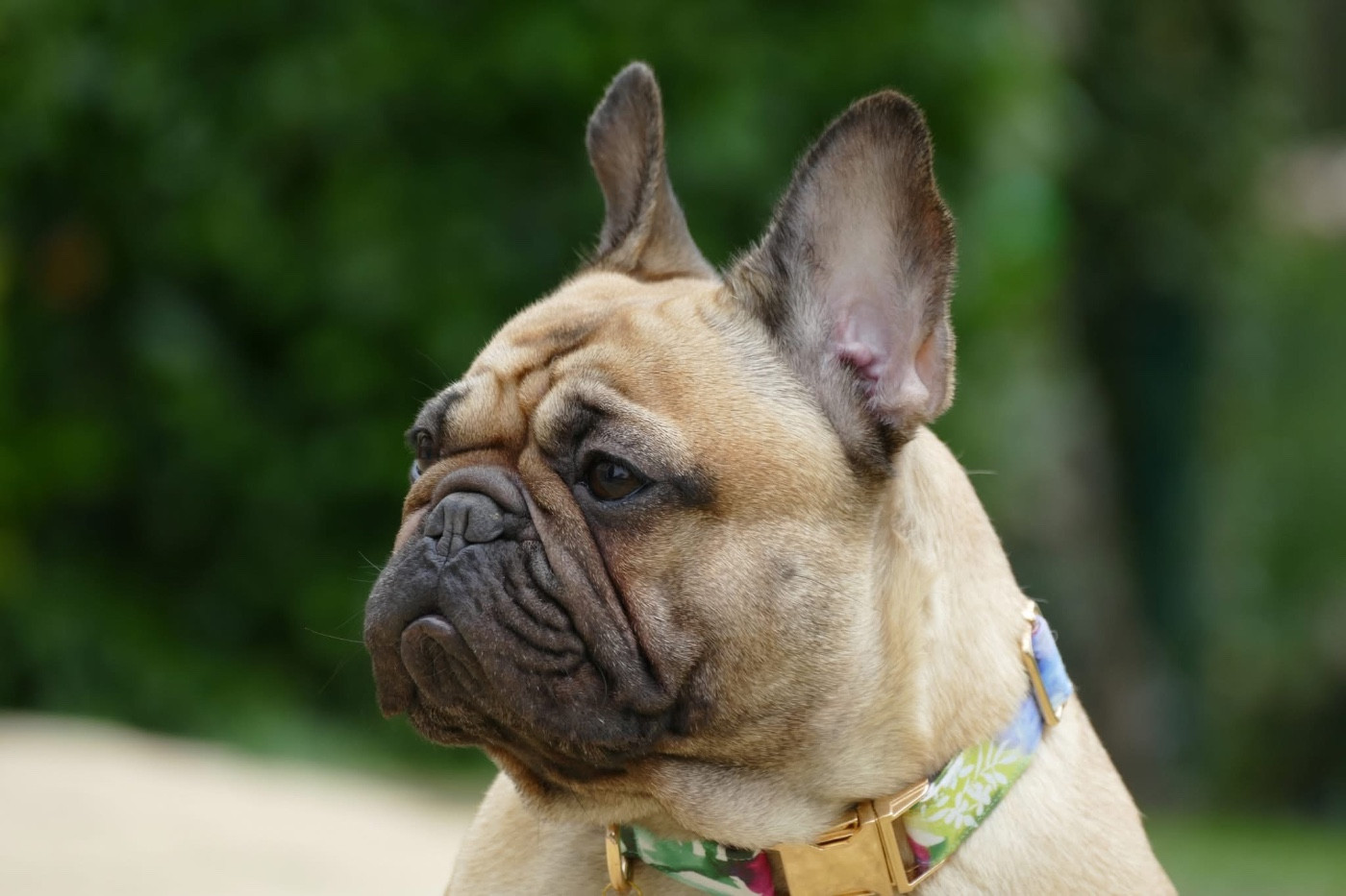 CH. Vanille du Domaine des Bastidiens