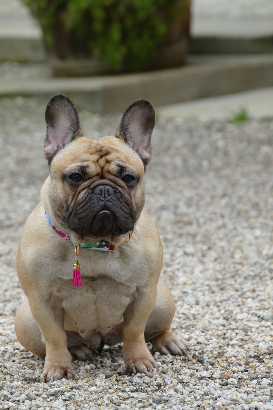 CH. Vanille du Domaine des Bastidiens