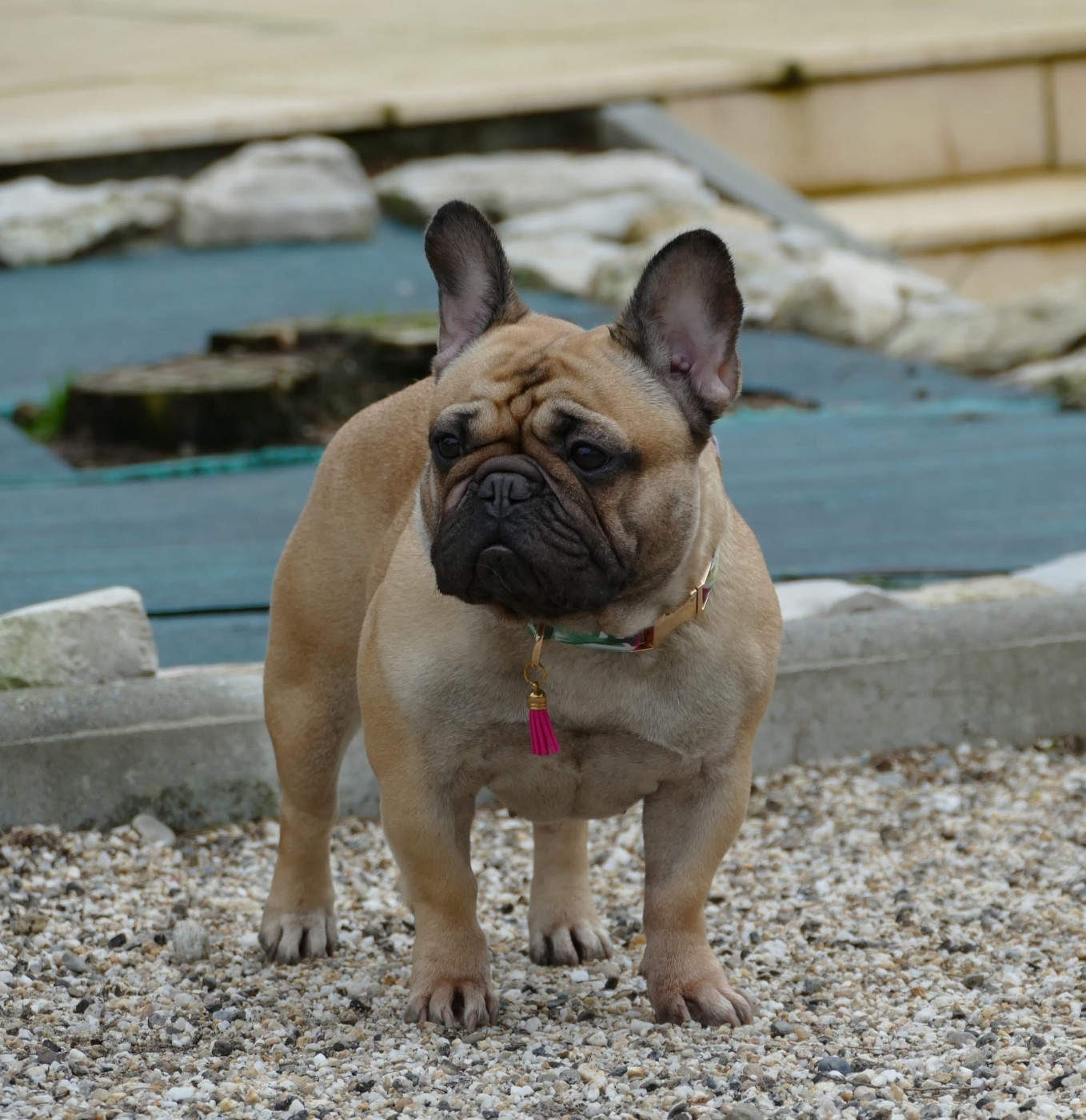 CH. Vanille du Domaine des Bastidiens