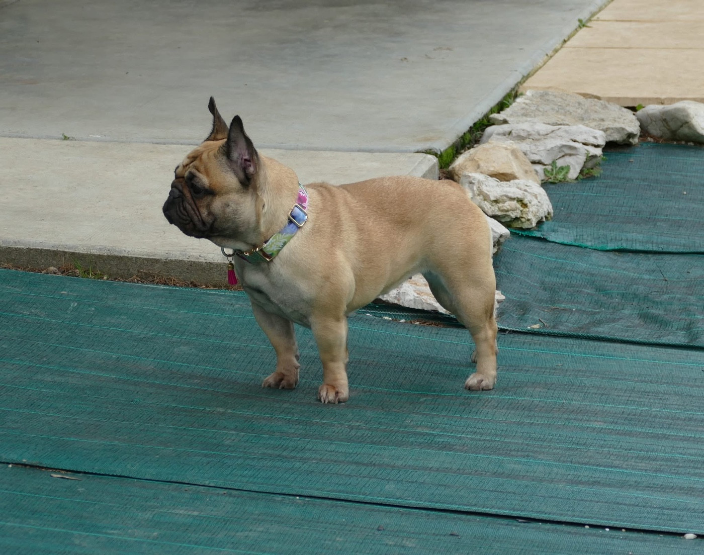 CH. Vanille du Domaine des Bastidiens