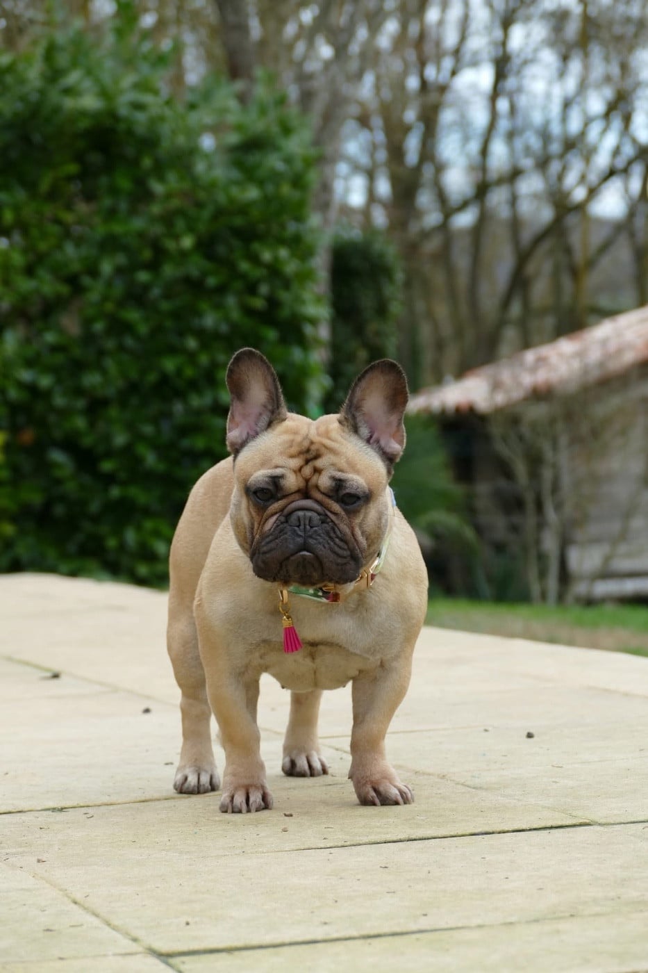 CH. Vanille du Domaine des Bastidiens